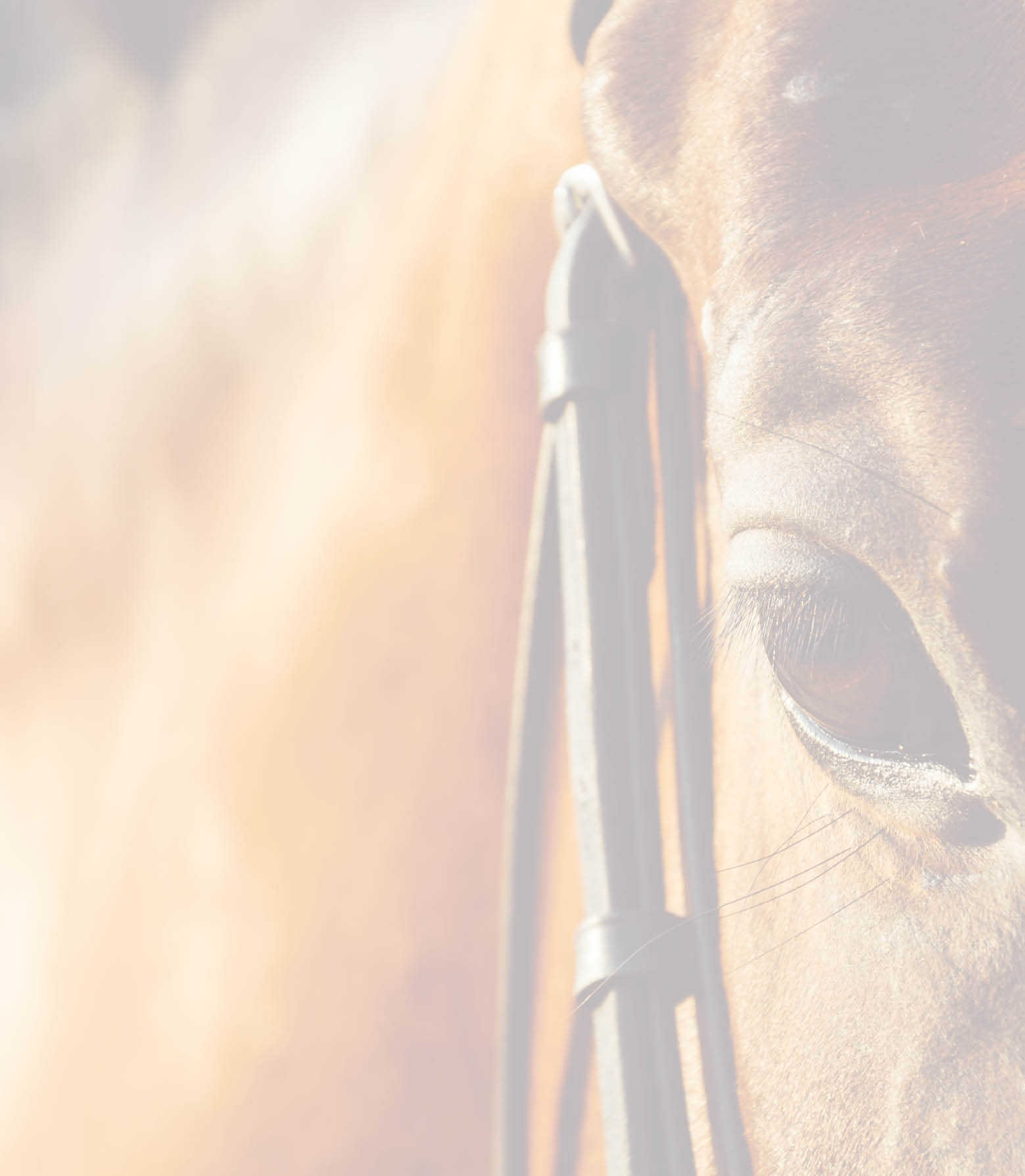 horse eye - soft focus with film filter