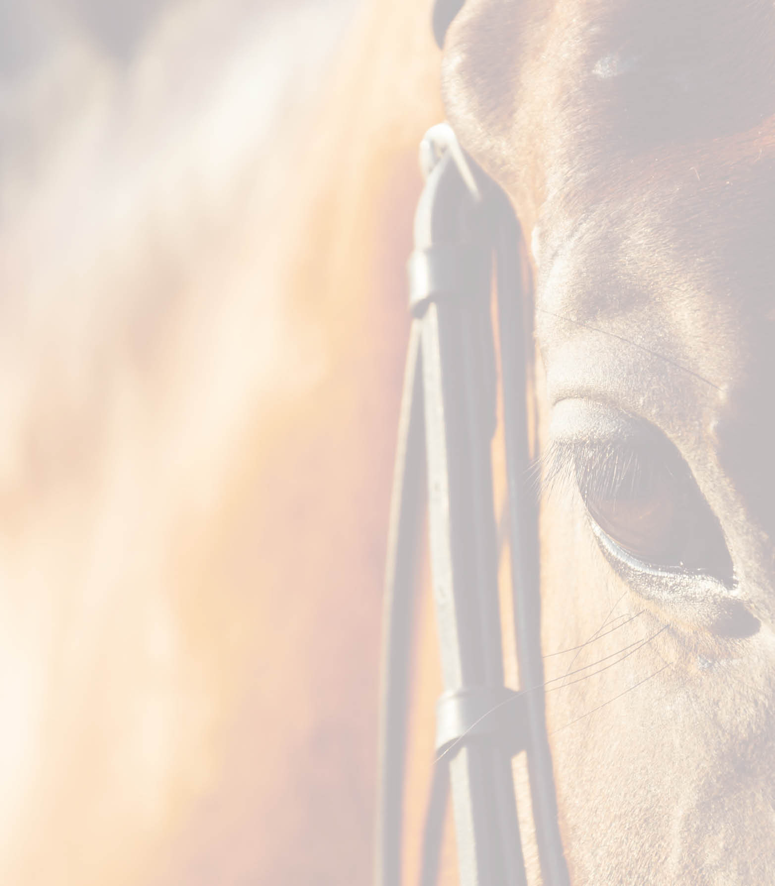 horse eye - soft focus with film filter