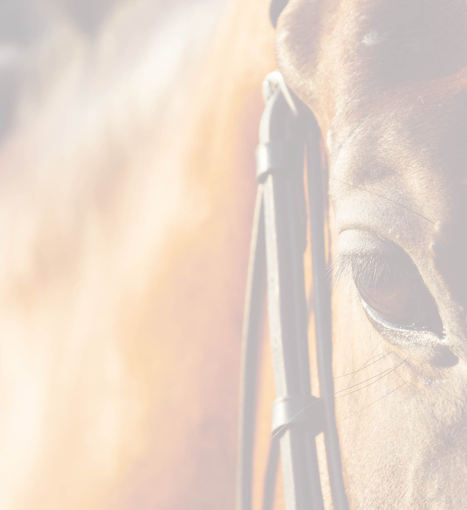 horse eye - soft focus with film filter