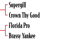 Supergill Crown Thy Good Florida Pro Brassy Yanke