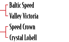 Baltic Speed Valley Victoria Speed Crown Crystal Lobell