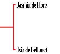 Jasmin de Flore Ixia de Bellouet