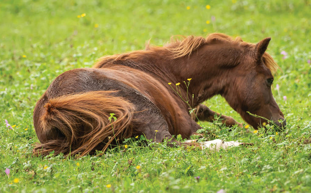 A brown horse lies on the green meadow