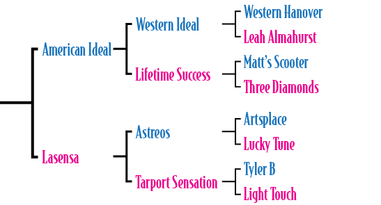 American Ideal Lasensa ,Astreos Tarport Sensation,Artsplace Lucky Tune Tyler B Light Touch ,Western Ideal Lifetime Su...