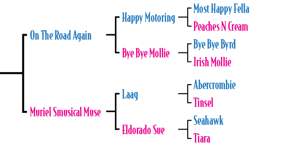 On The Road Again Muriel Smusical Muse ,Laag Eldorado Sue,Abercrombie Tinsel Seahawk Tiara ,Happy Motoring Bye Bye Mo...