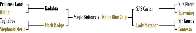 Magic Buttons x Ishtar Blue Chip,SJ S Caviar Lady Matador,SJ S Photo Spawning Sir Taurus Contessa,Kadabra Merit Badge...